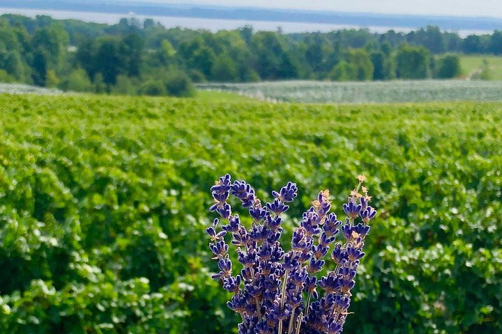 Designated Driver TC - We Drive Your Car For Wine Tours