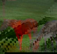 Half-Day Thoroughbred Horse Farm Tour in Kentucky - Accommodation Alabama