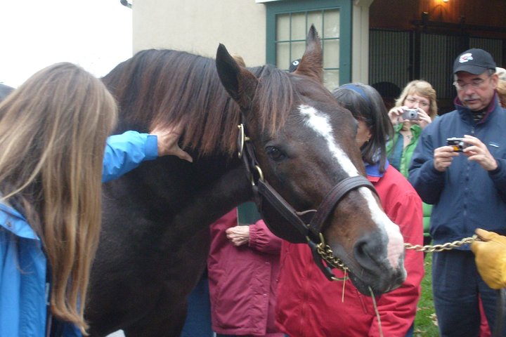 Half-Day Thoroughbred Horse Farm Tour In Kentucky - thumb 4