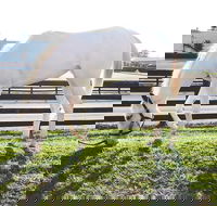 Rarest Thoroughbreds in the World Tour - Accommodation Alabama