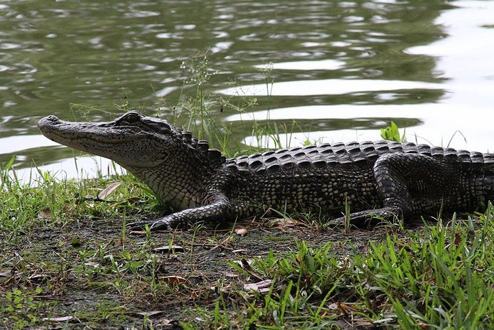 Tour Historic Vermilionville - thumb 2