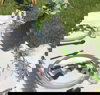 Outdoor Luxury Themed Picnic Setup in Detroit - Accommodation Alabama