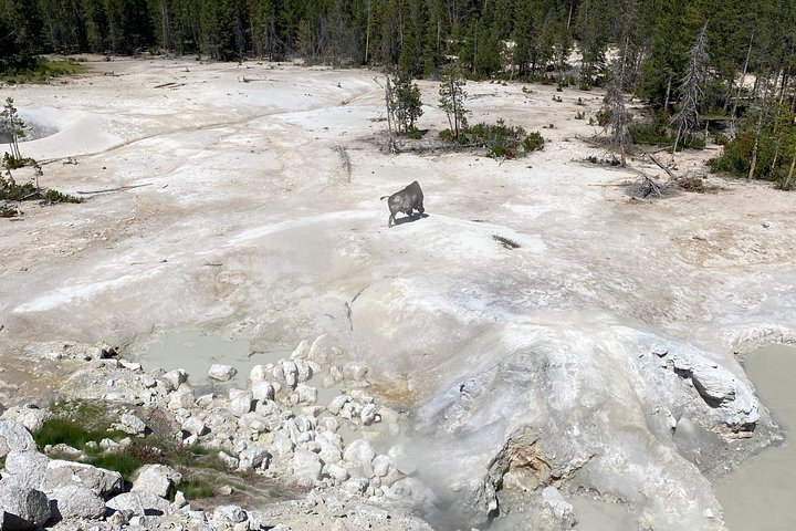 VIP Private Boutique Tour Of Yellowstone's Upper Loop - West Yellowstone, MT - thumb 1