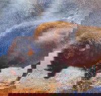 Private VIP Boutique Yellowstone Day Tour from Bozeman - Accommodation Alabama