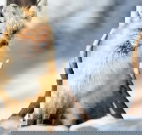 Winter Yellowstone Tour With Optional Hike or Snowshoe - Accommodation Alabama