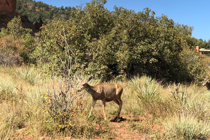 Private Colorado Springs Tour: Garden Of The Gods And Pikes Peak - thumb 2