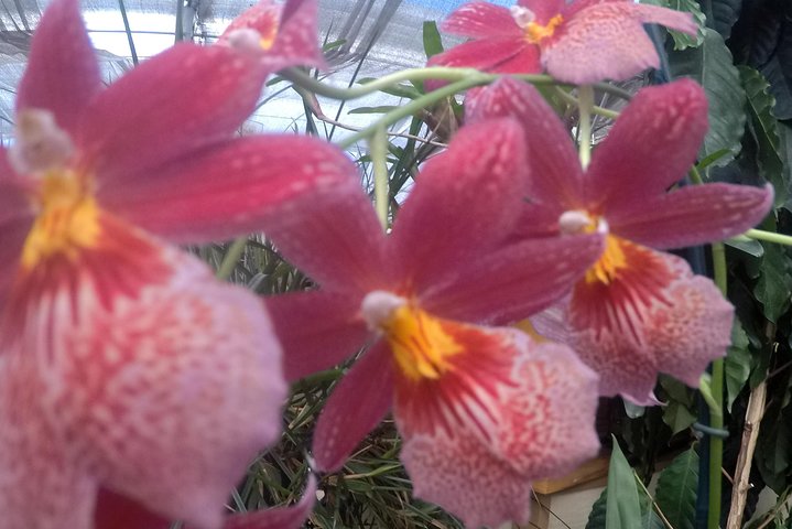 Hilo Shore Excursion: Volcanoes National Park, Rainbow Falls And Highlights - thumb 3