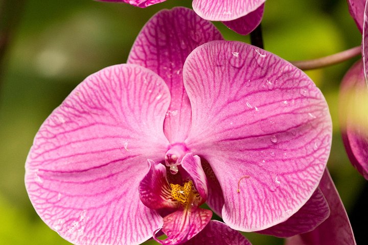 Hilo Shore Excursion: Volcanoes National Park, Rainbow Falls And Highlights - thumb 5