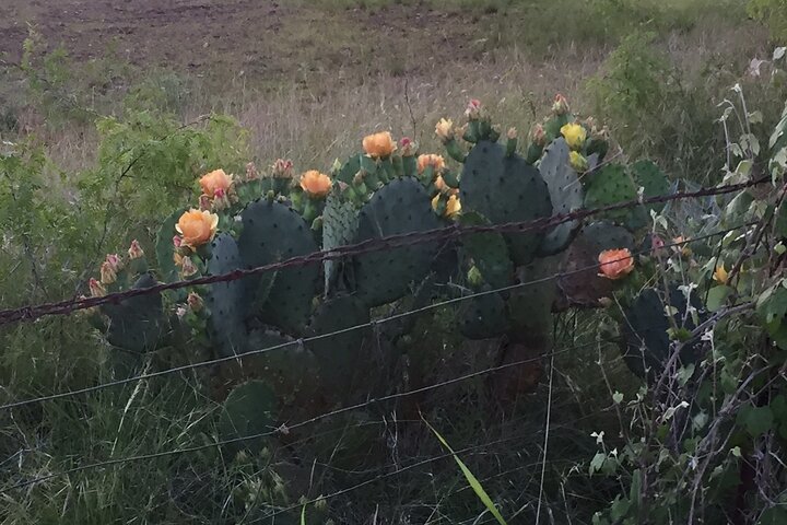 An Afternoon in LBJ Country Trolley Tour