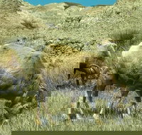 Private VIP Boutique Day Tour of Mt. Rushmore and The Badlands - Accommodation Alabama