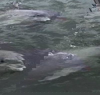 90-Minute Private Dolphin Tour in Hilton Head Island - Accommodation Alabama