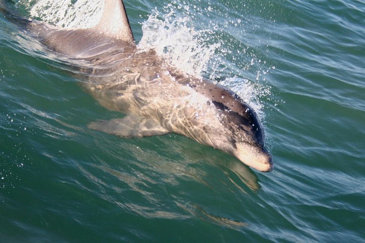 Eco And Dolphin Watch Tour Of South Padre Island - thumb 4