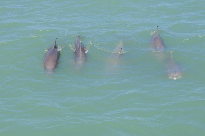 Eco And Dolphin Watch Tour Of South Padre Island - thumb 5