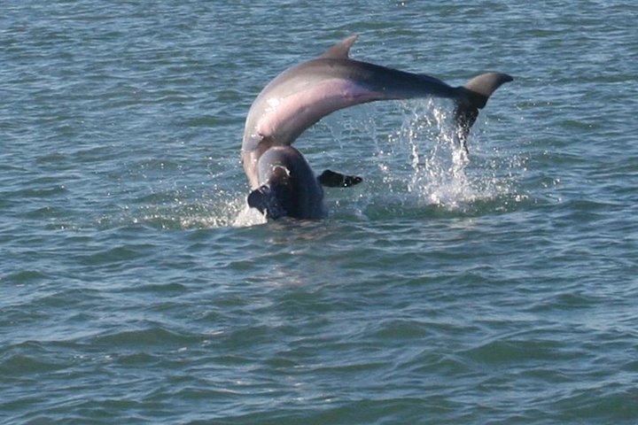 90-Minute Dolphin Watch Tour Of South Padre Island - thumb 2