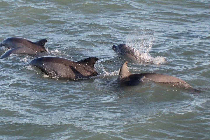 90-Minute Dolphin Watch Tour Of South Padre Island - thumb 3