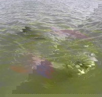 Hilton Head Disappearing Island Dolphin Tour - Accommodation Alabama