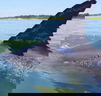 Hilton Head Jet Ski Adventure - Accommodation Alabama