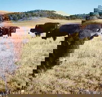 Private Mt Rushmore  Southern Black Hills Tour - Accommodation Alabama