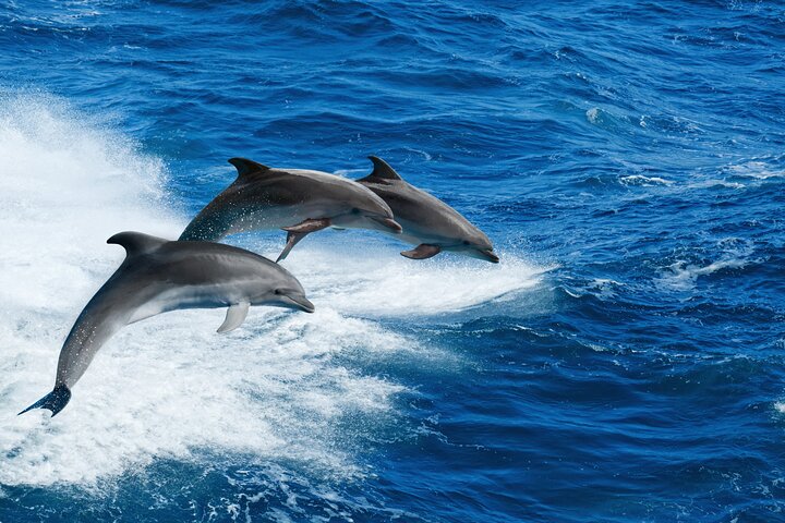 Private Historical Wildlife and Dolphin Cruise South Padre Island