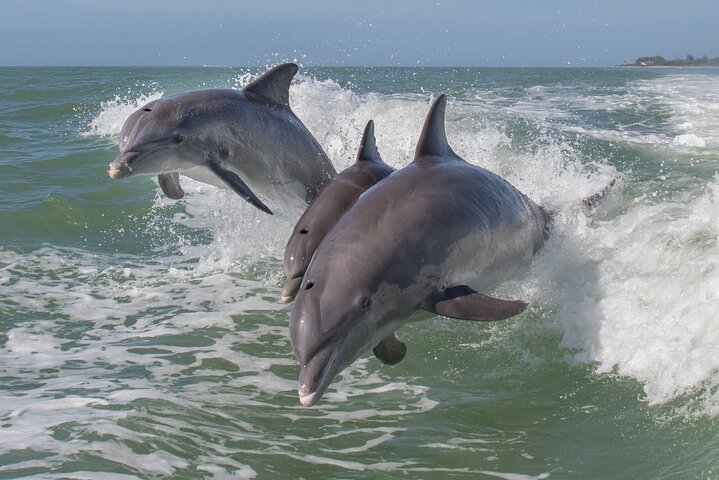 Private Historical Wildlife And Dolphin Cruise South Padre Island - thumb 1
