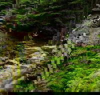 Sea Kayak and Mountain Bike Adventure near Olympic National Park - Accommodation Alabama