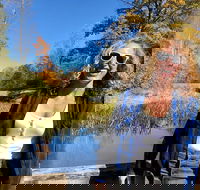 Scenic Guided Motorcycle Tours by MotoPlaN8 Handlebars - Accommodation Alabama