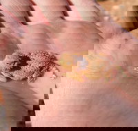 Zion Jeep Tour Premium Package - Morning Tour - Accommodation Alabama