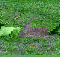 Lower Loop of Yellowstone Tours - Accommodation Alabama