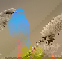 Yellowstone Lower Loop Guided Tour from Cody Wyoming - Accommodation Alabama