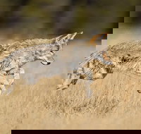 Yellowstone Custom Wildlife and Nature Tour - Accommodation Alabama