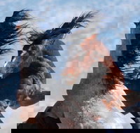 Red Canyon Wild Mustang Tour 530pm. - Accommodation Alabama