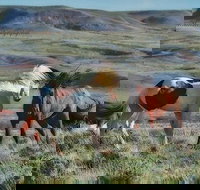 Private Red Canyon Wild Mustang Tour - Accommodation Alabama