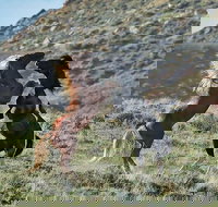 Red Canyon Mustang Tour 830am. - Accommodation Alabama