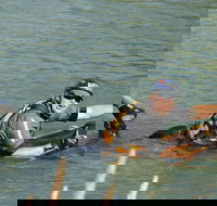 Red Canyon River Trips 9am. - Accommodation Alabama