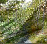 4-Hour Swamp Buggy Adventure Tour in Florida - Accommodation Alabama