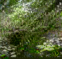 Private Guided Swamp Walk Eco Tour in Ochopee - Accommodation Alabama