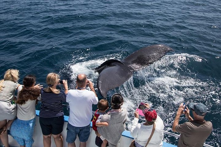 Newport Beach Whale and Dolphin Watching Cruise