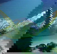 SEA LIFE Aquarium Minnesota Admission Ticket at Mall of America - Accommodation Alabama