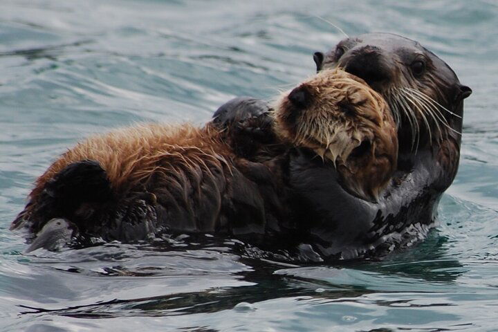 Hoonah Whale-Watching Cruise - thumb 5