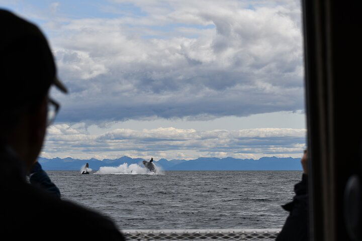 Alaska Whale Tour With Live Drone Footage From Hoonah - thumb 2