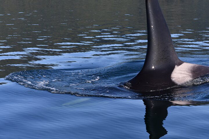 Alaska Whale Tour With Live Drone Footage From Hoonah - thumb 3