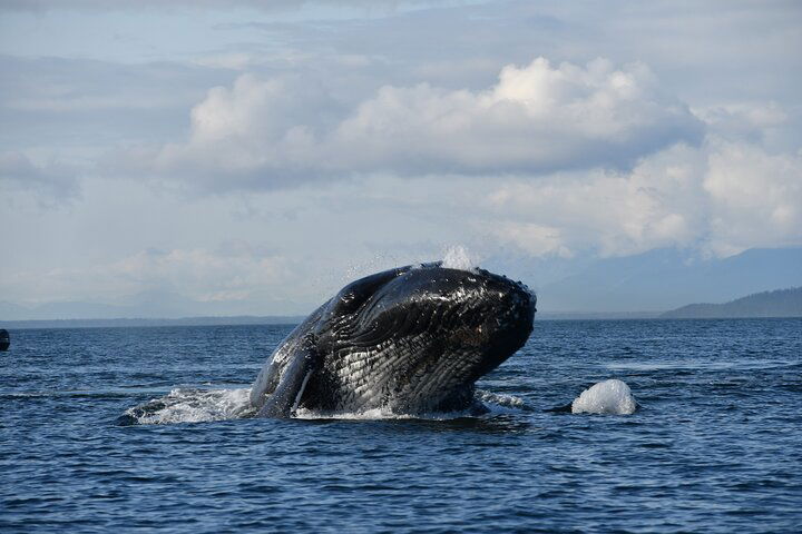 Alaska Whale Tour With Live Drone Footage From Hoonah - thumb 5